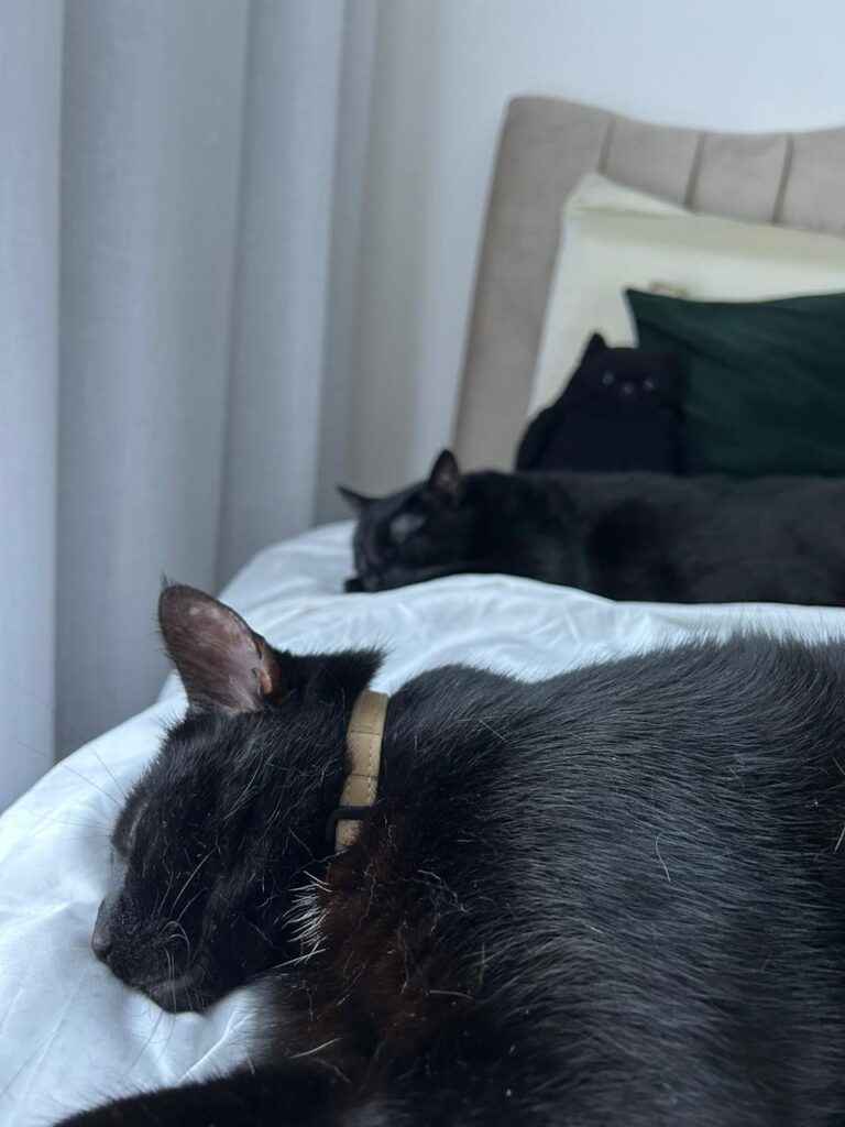 Two cats resting on a bed after arriving in Brazil from an international flight.