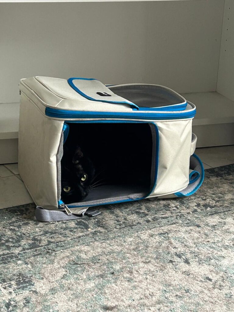 Cat lying inside travel backpack during adaptation to carrier.