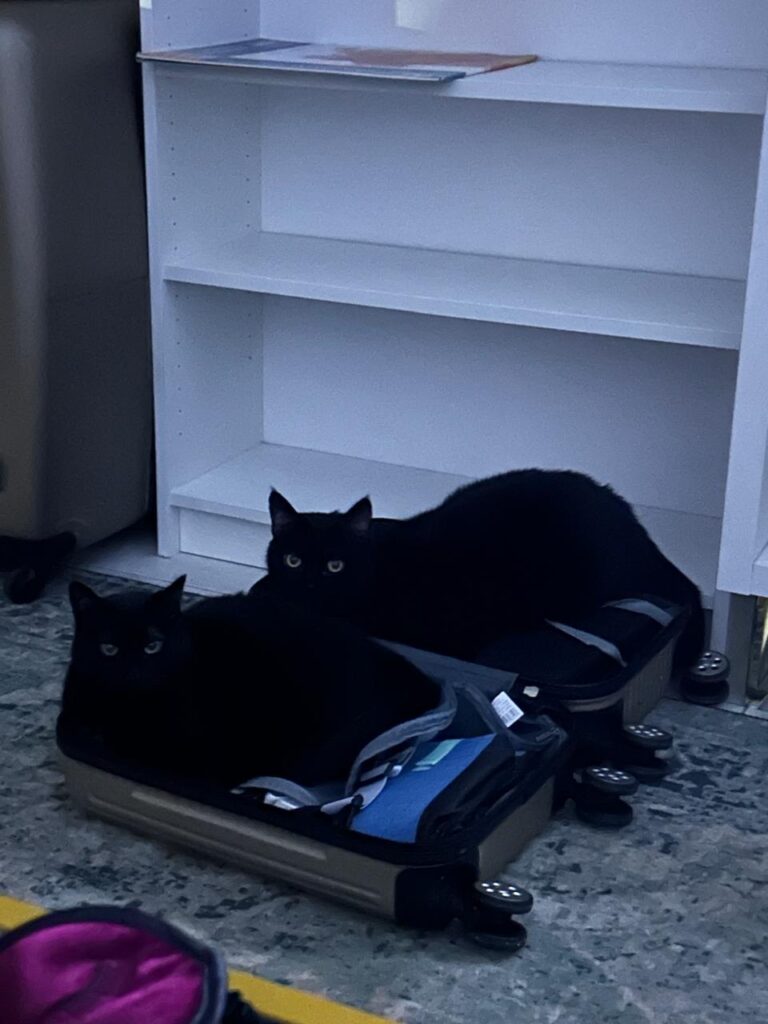 Two cats inside suitcase before flying in-cabin.