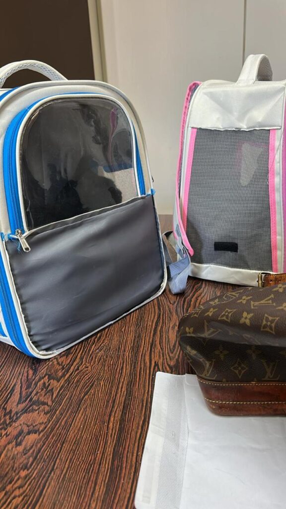 Two cat travel backpacks at DGAV to finalize pet travel documents.