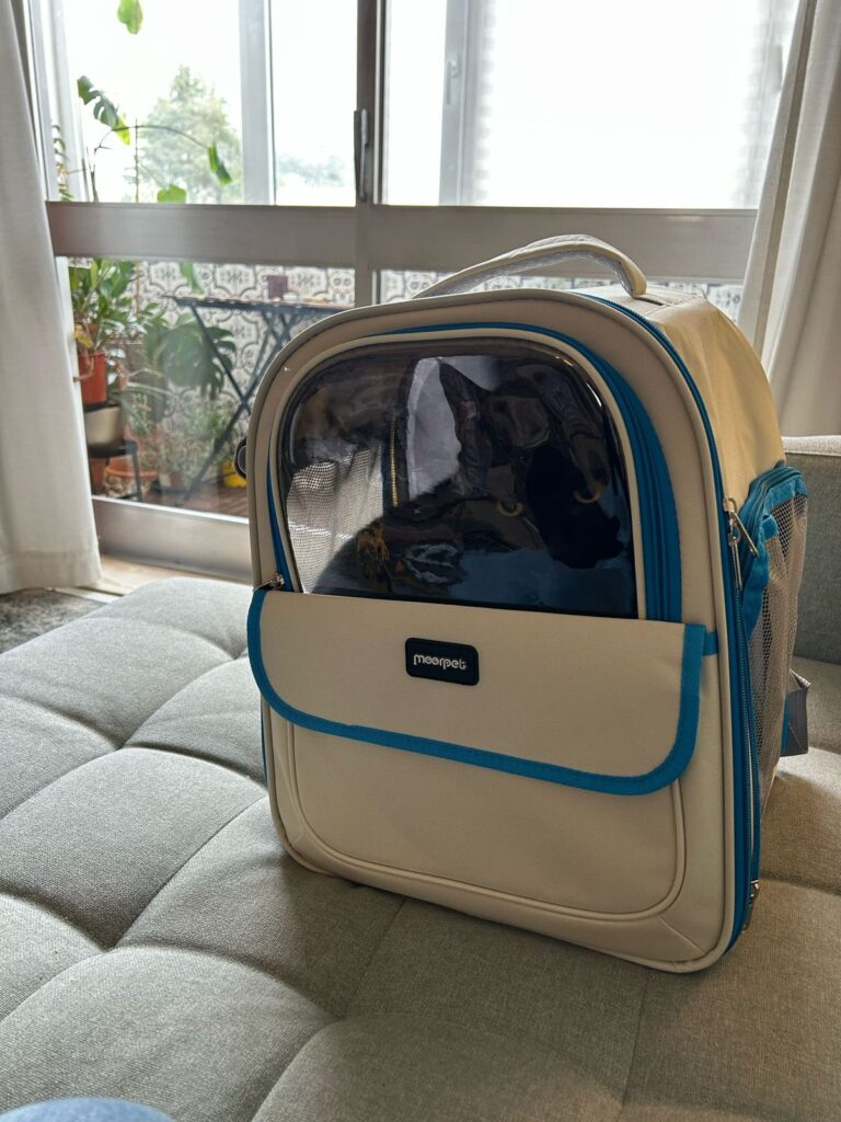A black cat in a soft-sided backpack carrier.